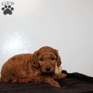 Cato, Mini Goldendoodle Puppy